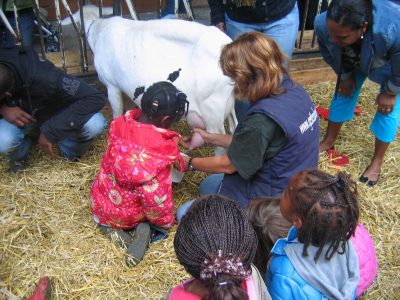 geitenboerderij-groep-2a-004