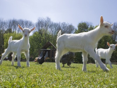 geitenfoto’s (41)